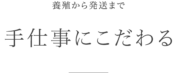 養殖から発送まで 手仕事にこだわる